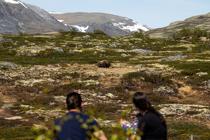 Muskox Safari from Hjerkinn | Dovre & Lesja Aktiv - Lunch, weather, and the practical middle of the day