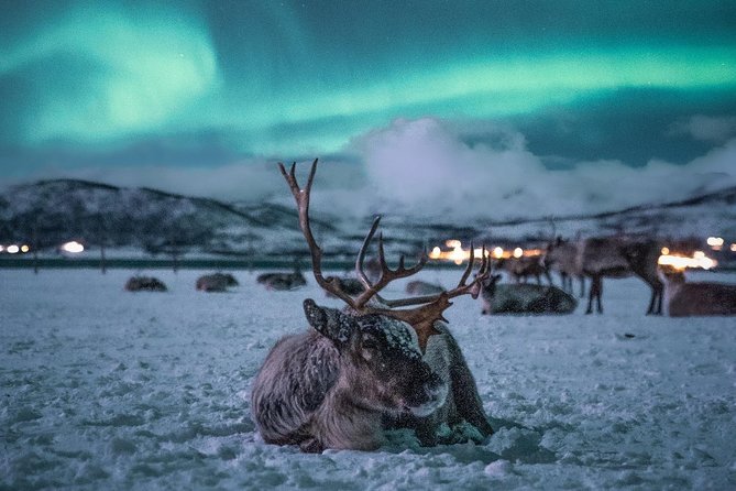 Night Reindeer Sledding with Camp Dinner and Chance of Northern Lights - Dinner in the gamme warms up the night