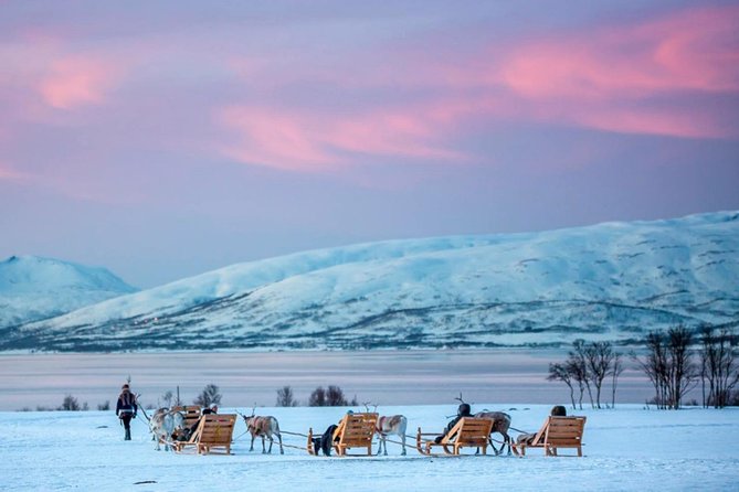 Night Reindeer Sledding with Camp Dinner and Chance of Northern Lights - What the $225.66 price buys you