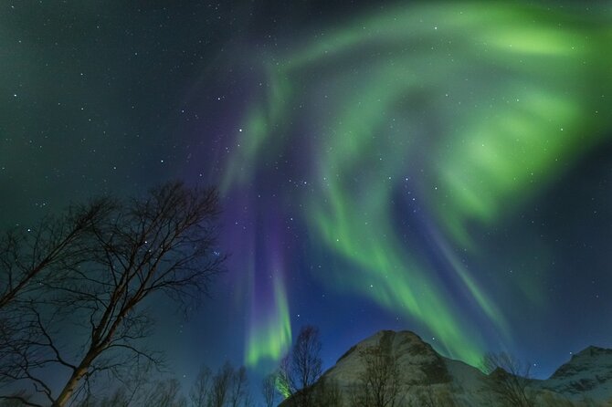 Northern Lights Chase by Bus in Tromso - Who should choose the bus tour