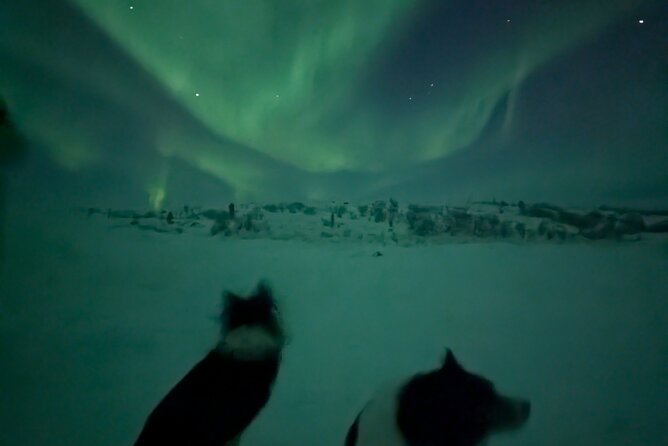 Northern Lights Minibus Chase Max 16 Person In Group - What the guides add to the night