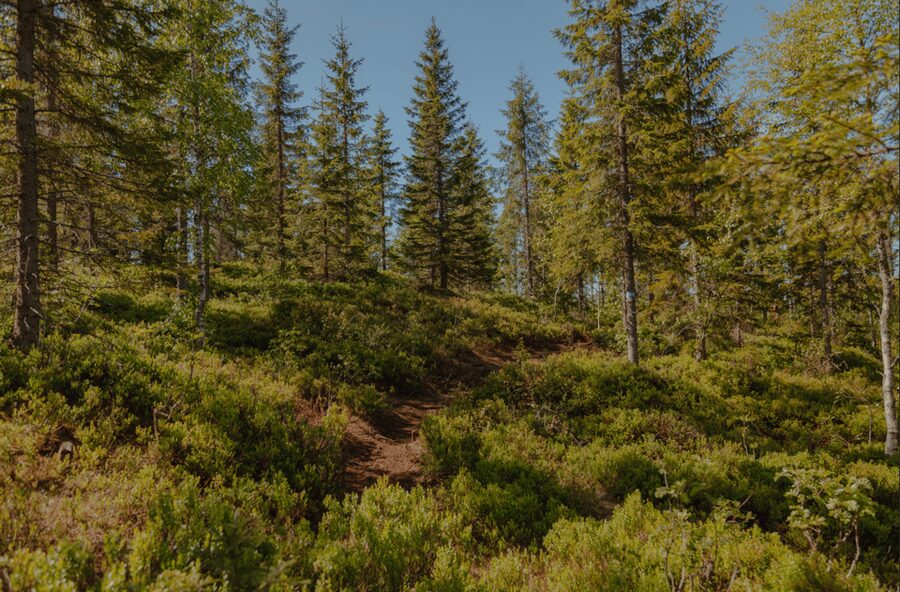 Oslo: Best View of the Oslofjord Hike - Key points at a glance