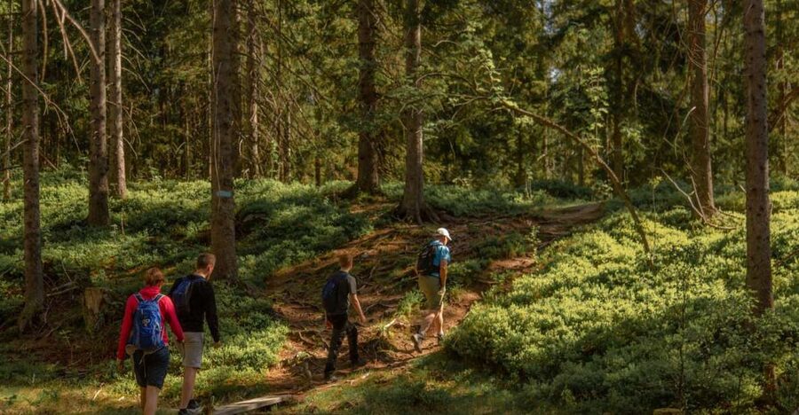 Oslo: Skjennungstoppen Wildlife Forest Hiking Tour - Key points to know before you book