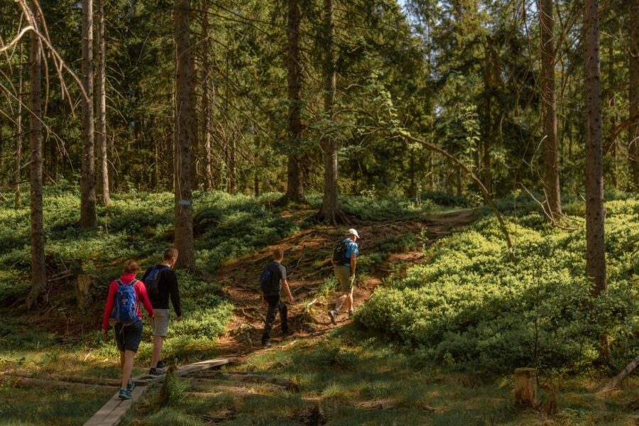 Oslo: Skjennungstoppen Wildlife Forest Hiking Tour - Is $298 a fair price?