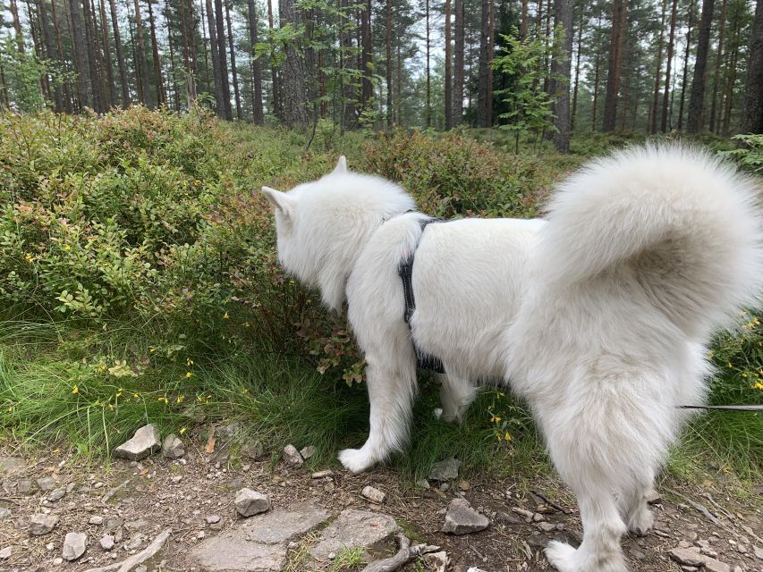 Oslo: Skjennungstoppen Wildlife Forest Hiking Tour - The final walk to Sognsvann Lake