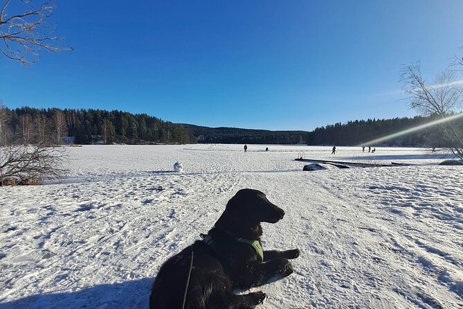 Oslo: Winter wonderland forest hike & campfire with a dog - What the hike feels like in winter