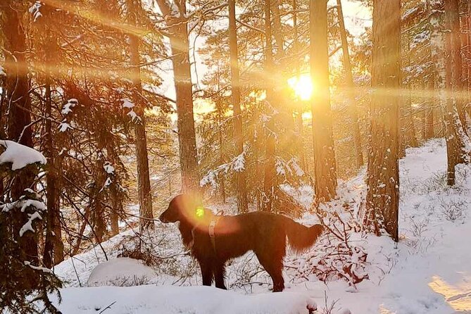Oslo: Winter wonderland forest hike & campfire with a dog - Down to Gjersjøen and the waffle break
