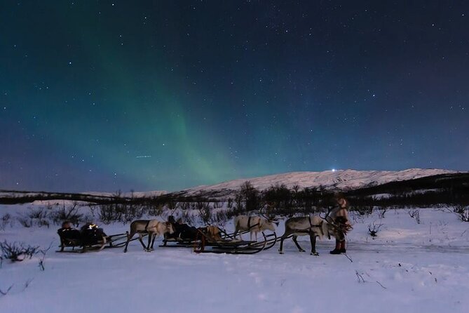 Overnight Stay with Reindeer Sledding & Feeding - Arriving from Tromsø at 6 pm