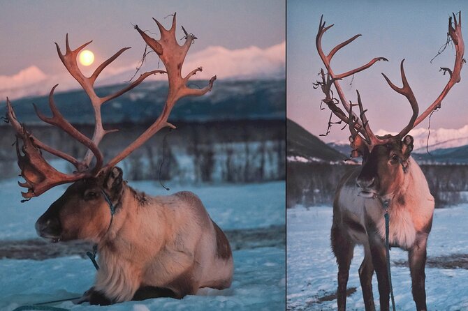 Overnight Stay with Reindeer Sledding & Feeding - Waiting for the aurora on Kvaløya