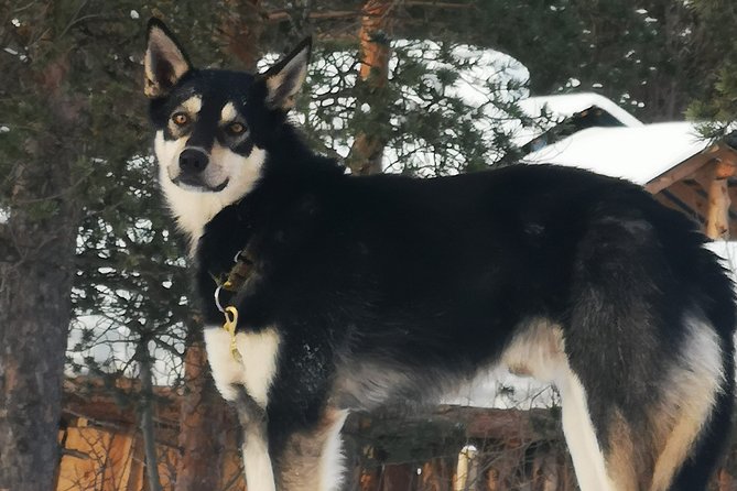Privat sled trip with husky in the alta valley - Forty-five minutes along the Alta River