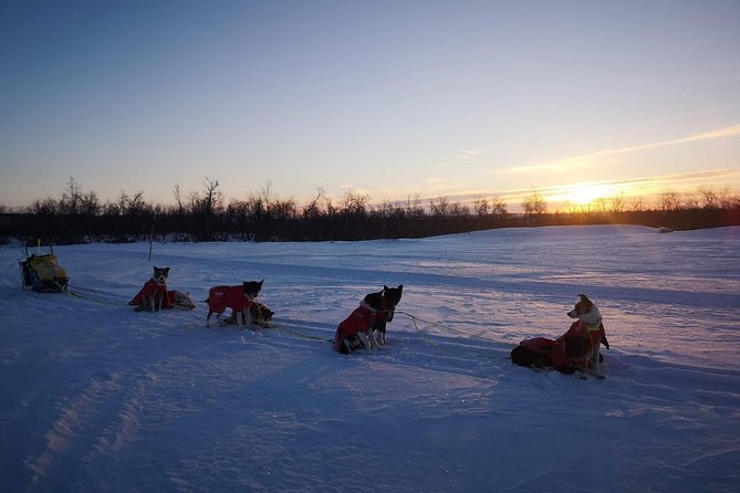 Privat sled trip with husky in the alta valley - Returning to the kennel for hot drinks and dog time