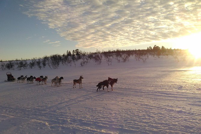 Privat sled trip with husky in the alta valley - Price, group size, and overall value