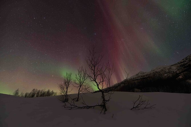 Private Aurora Hunting with Professional Photographer from Alta - Alta after dark: an Aurora hunt with room to roam