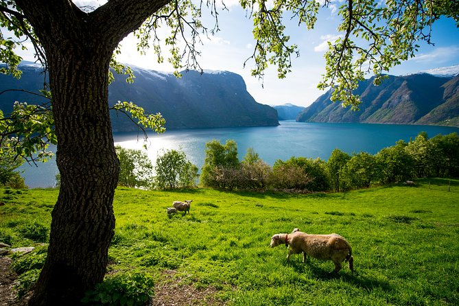 Private tour, Bergen to Oslo - Nærøyfjord Cruise & Flåm Railway - What a private guide adds to a long transport day
