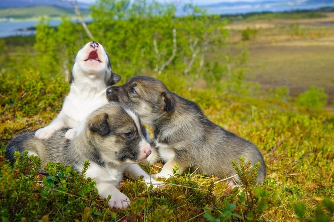 Puppy Training Experience at a Husky Farm in Tromso - Why puppy training makes this Tromsø tour different