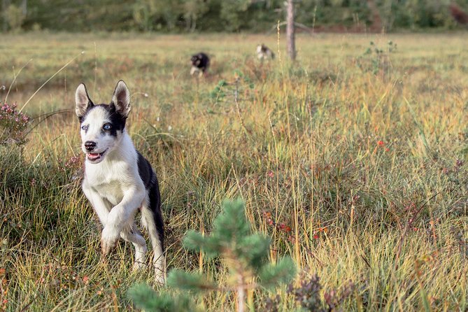 Puppy Training Experience at a Husky Farm in Tromso - From the Radisson Blu to the husky farm