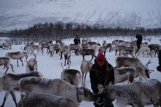 Reindeer Feeding and Sami Culture Afternoon Departure - Meeting the reindeer outside Tromsø