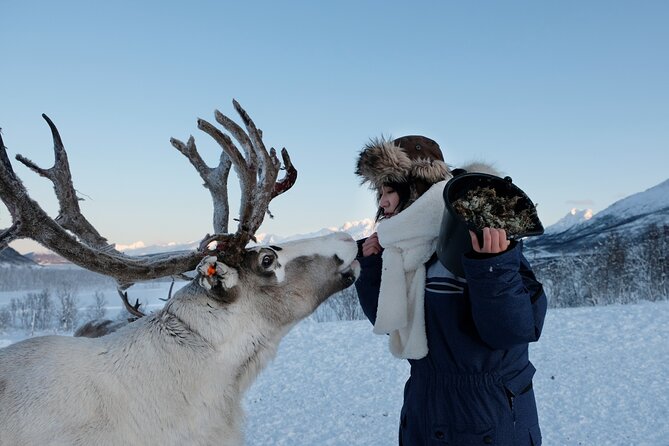 Reindeer Feeding and Sami Culture Afternoon Departure - Who will enjoy this afternoon most?
