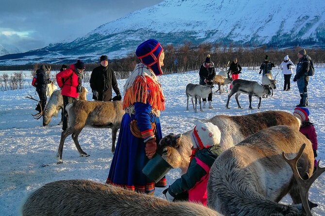 Reindeer Feeding and Sami Culture Afternoon Departure - Should you book the reindeer afternoon?
