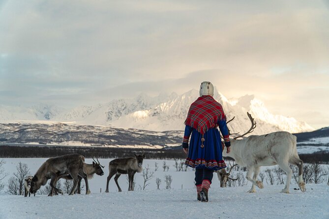 Reindeer Feeding and Sami Culture Afternoon Departure - Listening to Sami guides and Arctic stories