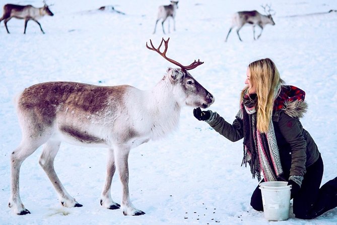Reindeer Feeding and Sami Culture Including Lunch from Tromso - From Tromsø bus terminal to the reindeer camp
