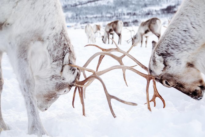 Reindeer Feeding and Sami Culture Including Lunch from Tromso - Bidos, cake, and a meal with limits