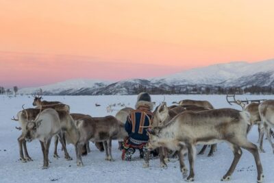 Reindeer Feeding and Sami Culture Including Lunch from Tromso