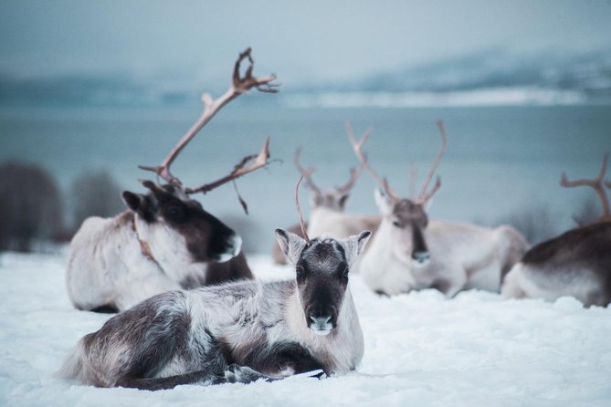 Reindeer Feeding and Sami Culture Including Lunch from Tromso - Sami stories and the sound of joik