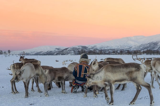 Reindeer Feeding and Sami Culture Including Lunch from Tromso - Feeding the herd of 300 reindeer