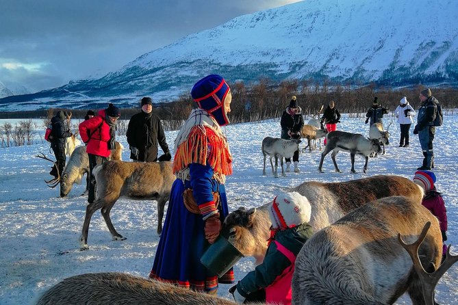 Reindeer feeding & Saami Culture - From Tromsø’s Radisson Blu to the Lyngen Alps