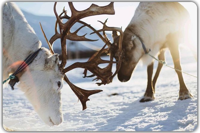 Reindeer feeding & Saami Culture - Hearing Sámi stories from local hosts
