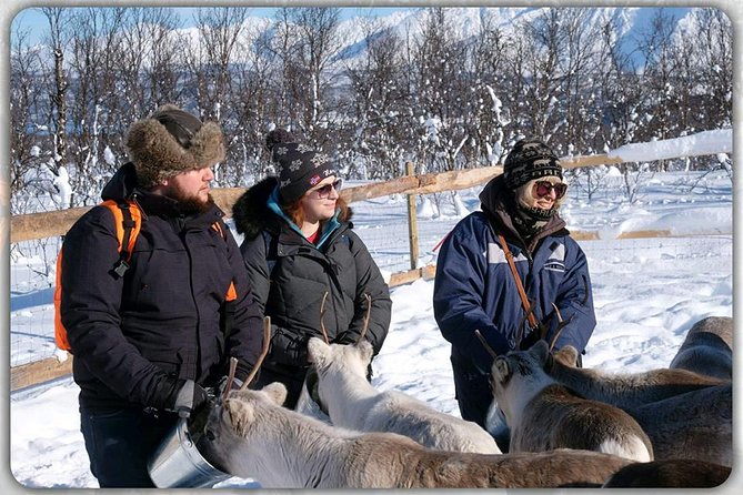 Reindeer feeding & Saami Culture - Lunch, stew, and the taste of the north