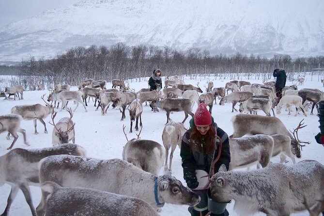 Reindeer feeding & Saami Culture - Optional sledding and the limits of the schedule