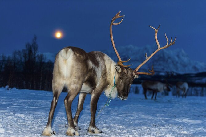 Reindeer feeding & Saami Culture with chance for Northern Lights - What the Sámi portion adds
