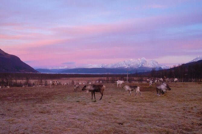 Reindeer feeding & Saami Culture with chance for Northern Lights - Chasing the Northern Lights without a promise