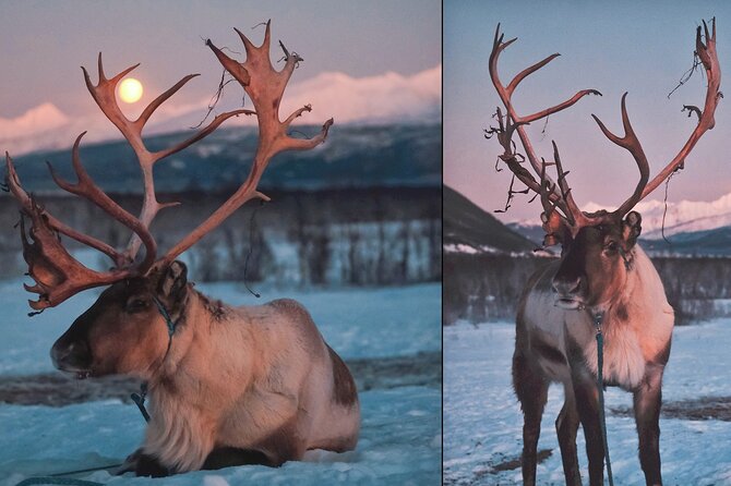 Reindeer feeding & Saami Culture with chance for Northern Lights - Feeding the herd, one scoop at a time