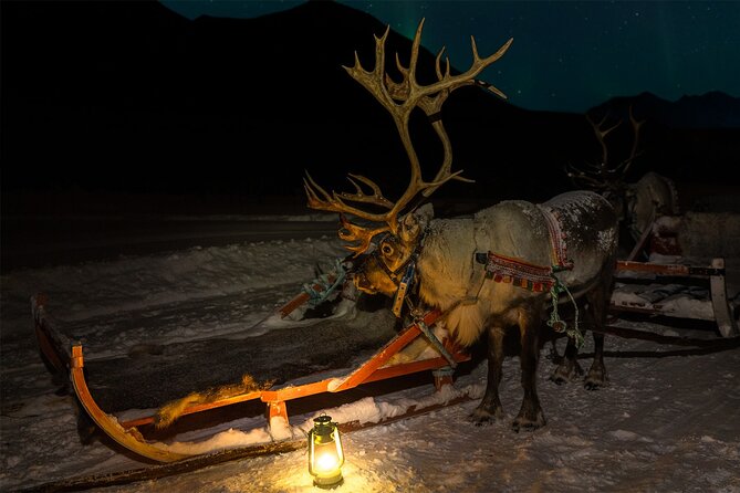 Reindeer Sledding and Feeding with Chance of Northern Lights Tromso - The evening begins at 6 p.m. in central Tromso