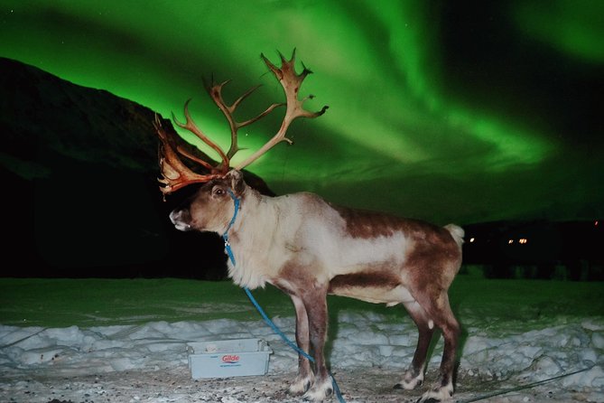 Reindeer Sledding and Feeding with Chance of Northern Lights Tromso - A lavvu meal gives the cold evening a clear pause