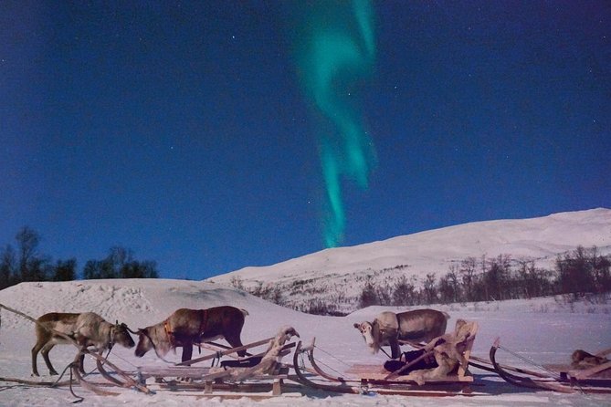 Reindeer Sledding and Feeding with Chance of Northern Lights Tromso - The northern lights are a bonus, not the main product