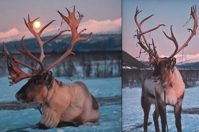 Reindeer Sledding and Feeding with Chance of Northern Lights Tromso - Is $235.73 a fair price?