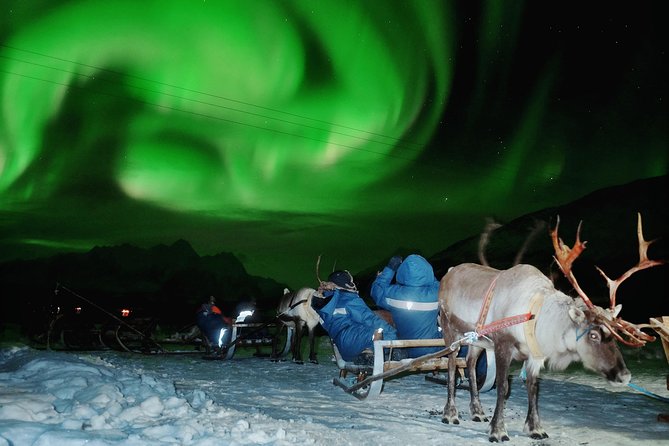 Reindeer Sledding and Feeding with Chance of Northern Lights Tromso - Feeding the reindeer is the most immediate experience