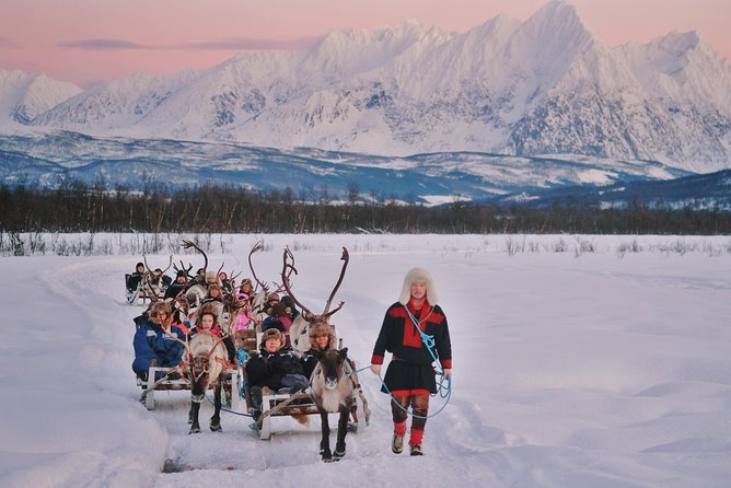 Reindeer Sledding and Feeding with Sami Culture in Tromso. - Feeding the reindeer up close