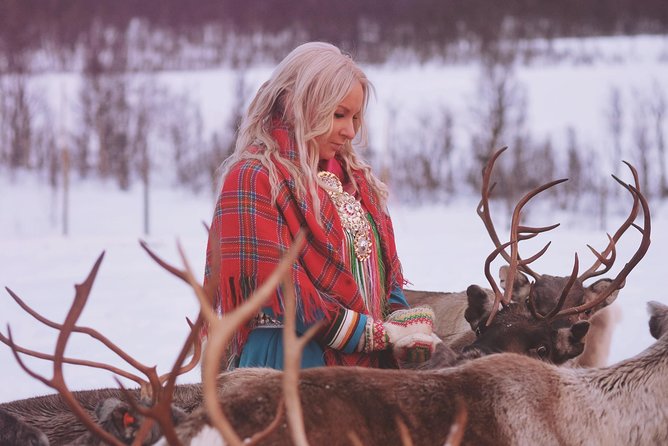Reindeer Sledding and Feeding with Sami Culture in Tromso. - What the experience costs and what you receive