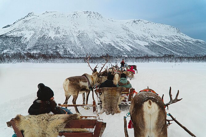Reindeer Sledding and Feeding with Sami Culture in Tromso. - Who should book this Tromsø outing