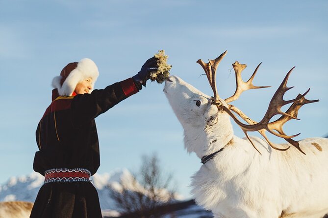 Reindeer Sledding and Feeding with Sami Culture in Tromso. - Should you book the reindeer and Sámi culture experience?