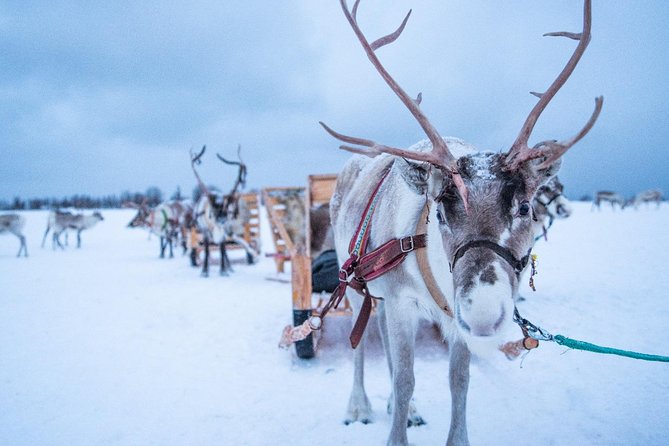 Reindeer Sledding Experience and Sami Culture Tour from Tromso - How the group size changes the day