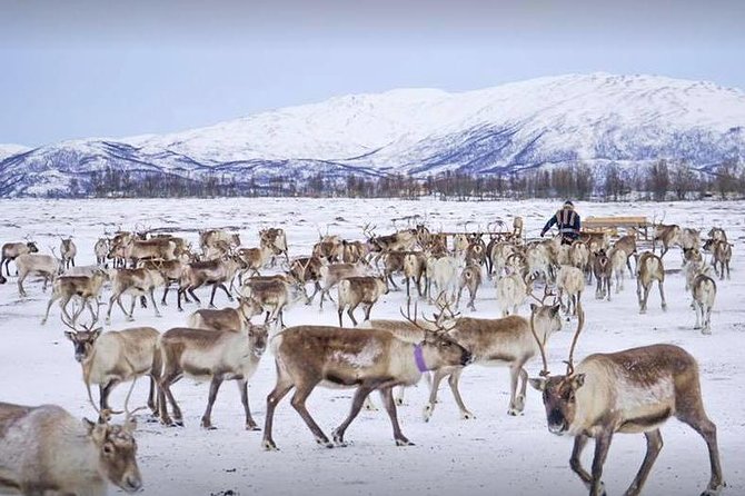 Reindeer Sledding Experience and Sami Culture Tour from Tromso - Is $225.64 a fair price?