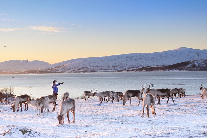 Reindeer Sledding Experience and Sami Culture Tour from Tromso - Who should book this Tromsø reindeer tour?