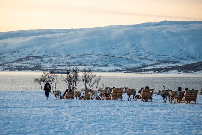 Reindeer Sledding Experience and Sami Culture Tour from Tromso - The 30-minute reindeer sleigh ride