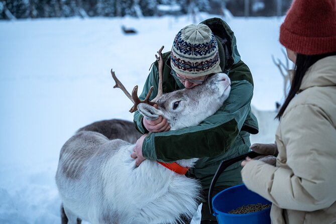 Reindeer Sledding, Feeding And Sami Culture At Reindeer Farm - The 9 a.m. departure from Tromsø